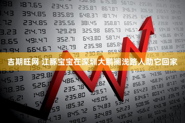 吉期旺网 江豚宝宝在深圳大鹏搁浅路人助它回家