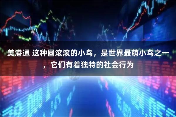 美港通 这种圆滚滚的小鸟，是世界最萌小鸟之一，它们有着独特的社会行为